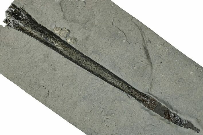 Pyritized Fossil Belemnite (Acrocoelites) - Germany #266516